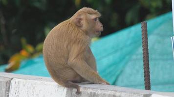 un mono con una piruleta. video