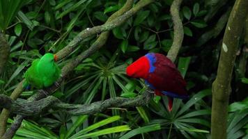 loros pareja verde y rojo video