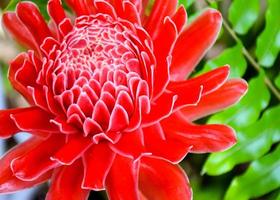 red flowers blooming beautiful in garden park Thailand photo