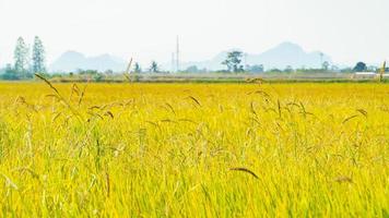 View of the vast golden rice fields with mountains in the background. photo