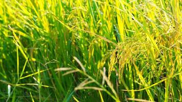 primer plano de granos de arroz en el campo, fondo borroso
