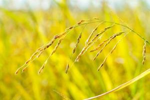 Close-up of rice grains in the field, blurry background photo