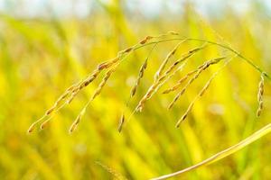 primer plano de granos de arroz en el campo, fondo borroso foto