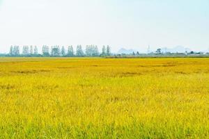 View of the vast golden rice fields with mountains in the background. photo