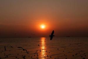 Landscape of seagulls flying during sunset in the evening. photo