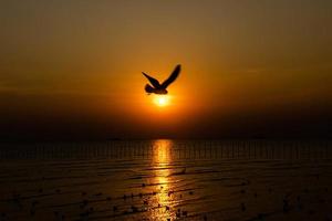 Landscape of seagulls flying during sunset in the evening. photo