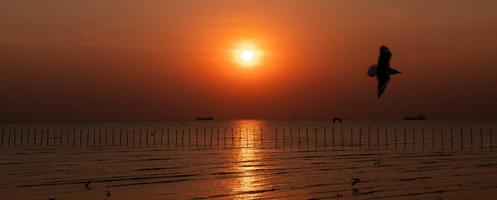 Landscape of seagulls flying during sunset in the evening. photo