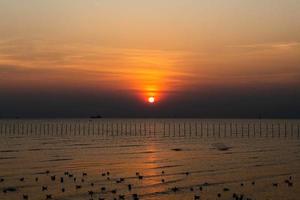 Landscape of seagulls flying during sunset in the evening. photo