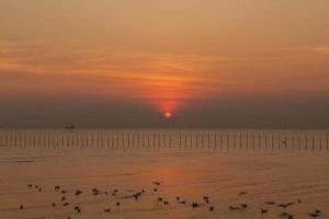 Landscape of seagulls flying during sunset in the evening. photo