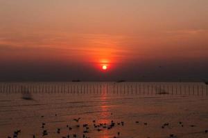 Landscape of seagulls flying during sunset in the evening. photo