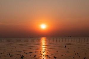 Landscape of seagulls flying during sunset in the evening. photo