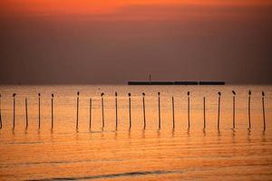 Landscape of seagulls flying during sunset in the evening. photo