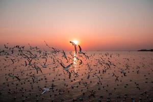 paisaje de gaviotas volando durante la puesta de sol por la noche. foto