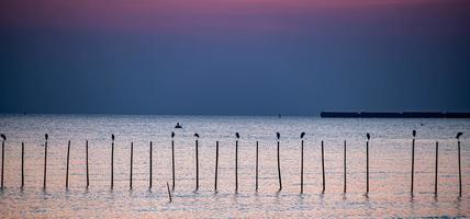 Landscape of seagulls flying during sunset in the evening. photo