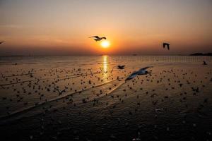 paisaje de gaviotas volando durante la puesta de sol por la noche. foto