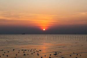 Landscape of seagulls flying during sunset in the evening. photo