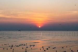 Landscape of seagulls flying during sunset in the evening. photo