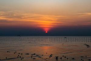 Landscape of seagulls flying during sunset in the evening. photo