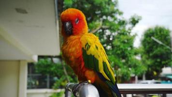 pappagalli danzanti, grano di sole, giallo e verde. i pappagalli vengono allevati in modo indipendente. può volare secondo necessità. simpatico uccello o animale domestico allevato naturalmente non in gabbia o incatenato, in grado di volare liberamente. video