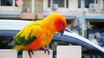 Parrots, Sun Cornure, yellow and green. Parrots are raised independently. Can fly as needed. cute bird or pet naturally reared Not caged or chained, able to fly freely. video