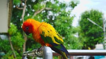 Dancing Parrots, Sun Cornure, yellow and green. Parrots are raised independently. Can fly as needed. cute bird or pet naturally reared Not caged or chained, able to fly freely. video