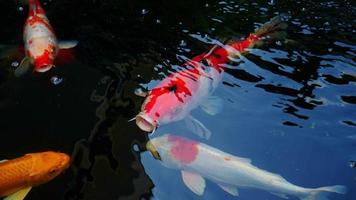 Alimenta a los koi japoneses o a los excrementos con tus propias manos. pez domesticado al granjero. un estanque de peces koi al aire libre para la belleza. mascotas populares para la relajación de los asiáticos y el feng shui que significa buena suerte. video