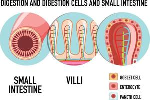 diagrama que muestra la célula de digestión en el intestino delgado vector