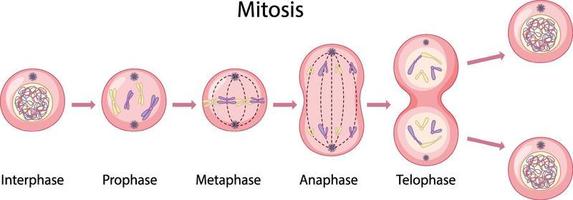 Asexual reproduction fragmentation diagram vector