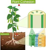 Diagram showing plant cohesion vector