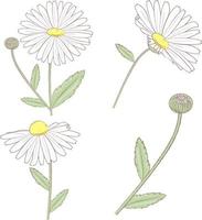 illustration of a camomile vector