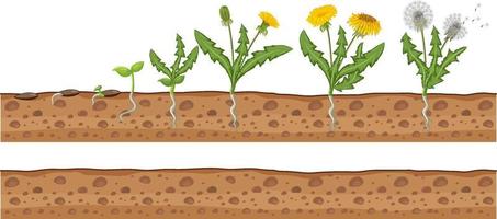 Set of dandelion life cycle vector