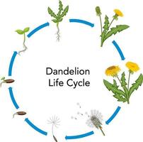 Set of dandelion life cycle vector