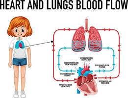 diagrama que muestra el flujo sanguíneo del corazón y los pulmones vector