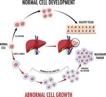 Diagram showing normal cell development vector