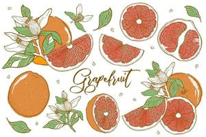 Citrus fruit grapefruit vector illustration. Hand drawn sketch style.