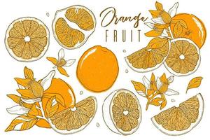 Citrus fruit orange vector illustration. Hand drawn sketch style.