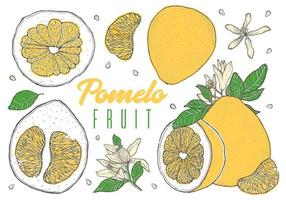 Citrus fruit pomelo vector illustration. Hand drawn sketch style.