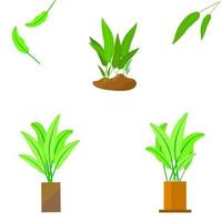 Tropical leaf tree houseplant isolated for decorative vector illustration