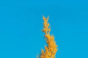 árbol de ginkgo en la hoja de oro amarillo de la temporada de otoño. foto