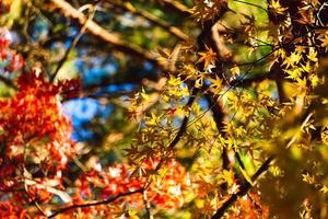 Autumn maple leaf with bokeh photo