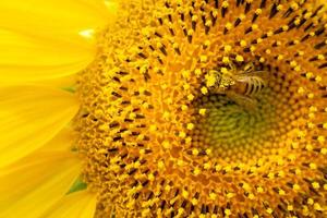 Honey Bee pollinator sunflower. photo