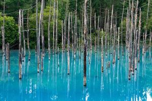 estanque azul famoso destino de viaje en la ciudad de biei hokkaido japón. foto