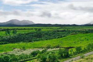 verano en hokkaido, japón campo de hierba de vaca de productos lácteos foto