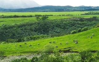 Hokkaido scenic grass field with cow photo