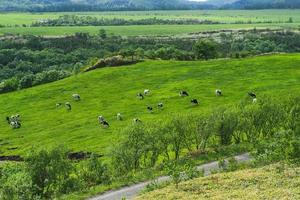 campo de hierba escénico de hokkaido con vaca foto