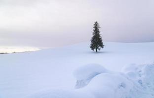 Alone pine tree best destination traveller Biei, Hokkaido, Japan. photo