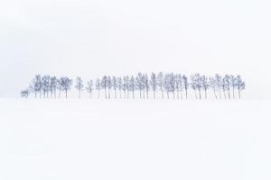 Snow plain of Biei town with mininal style pine tree. photo