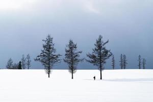 Traveller man solo walk beside pine tree. photo