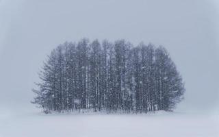 llanura nevada de la ciudad de biei con un grupo de pinos de estilo mininal en invierno foto
