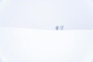Parent and Child tree among snowfall. Biei, Hokkaido, Japan. photo